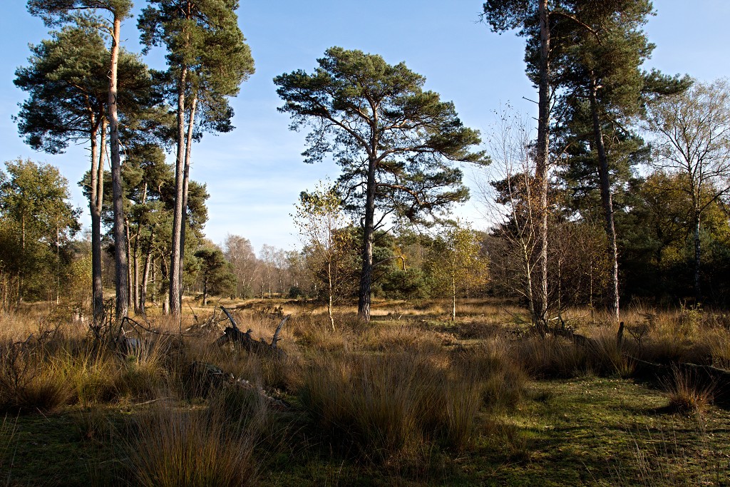Oisterwijkse Bossen en Vennen Kampina natuurgebied natuur hdr oisterwijk Nationaal park Landschap Het Groene Woud hei heide bossen natuurmonumenten brabant